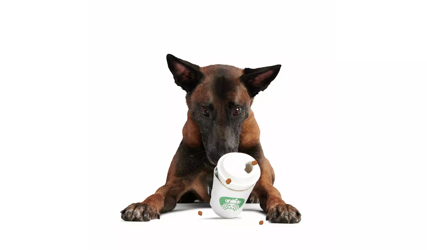 Bark Pupkin Spice Yappucino Dog Chew Toy