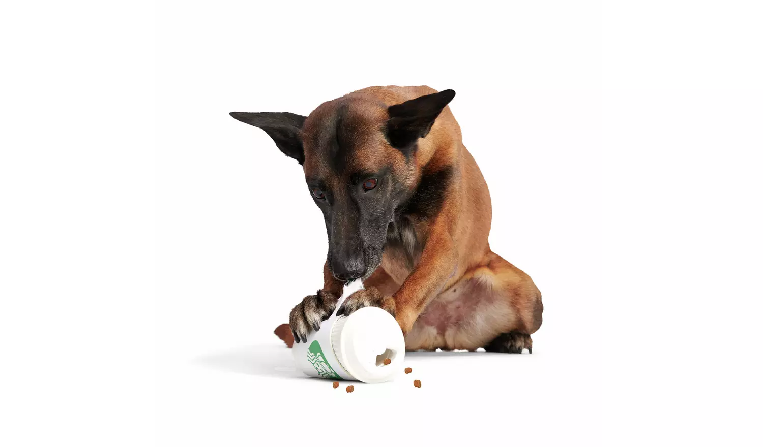 Bark Pupkin Spice Yappucino Dog Chew Toy