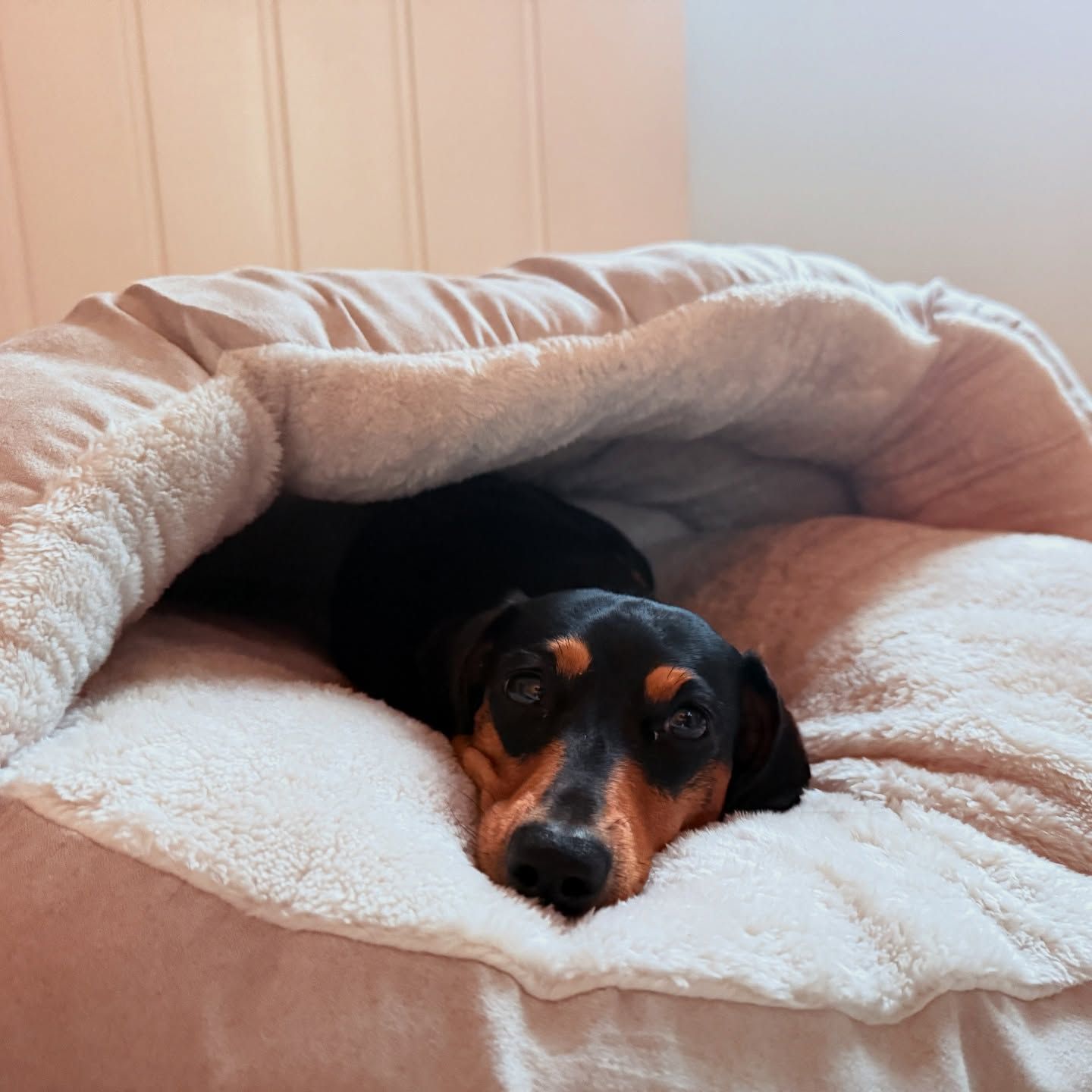 Hooded Pet Bed - Large