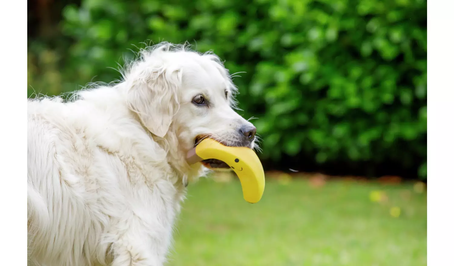 Petface Vegetable Pets 5 A Day Dog Toys