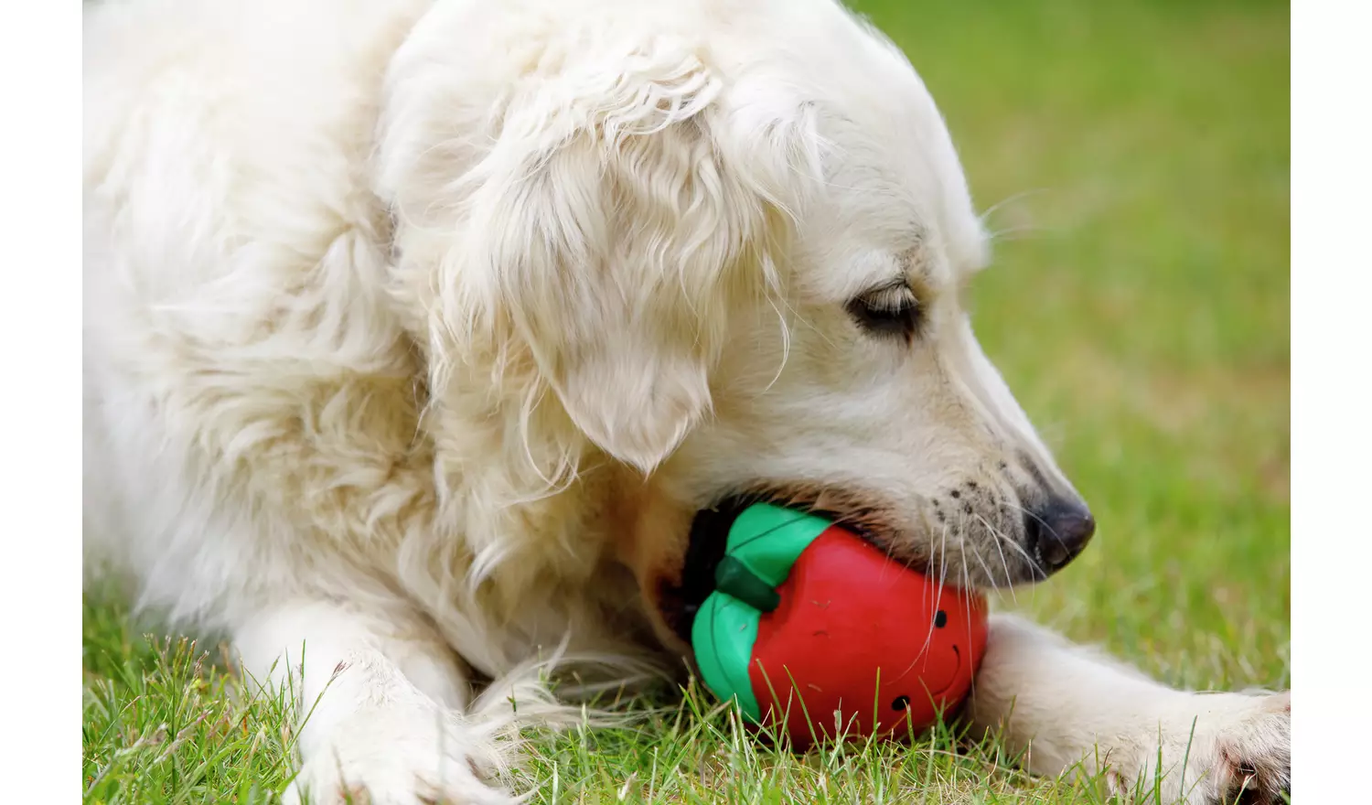 Petface Vegetable Pets 5 A Day Dog Toys