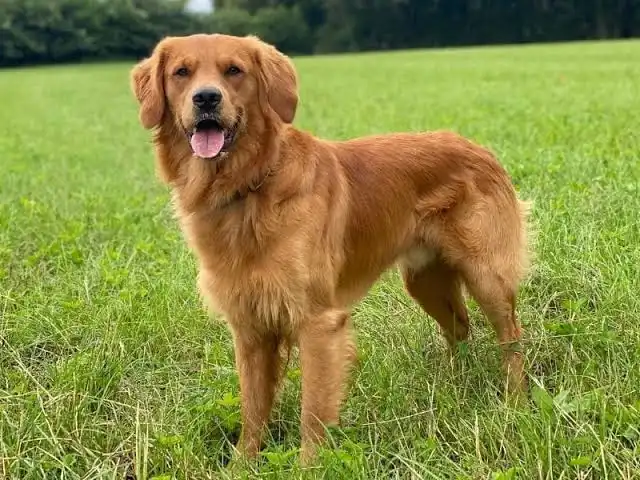 Golden Retriever